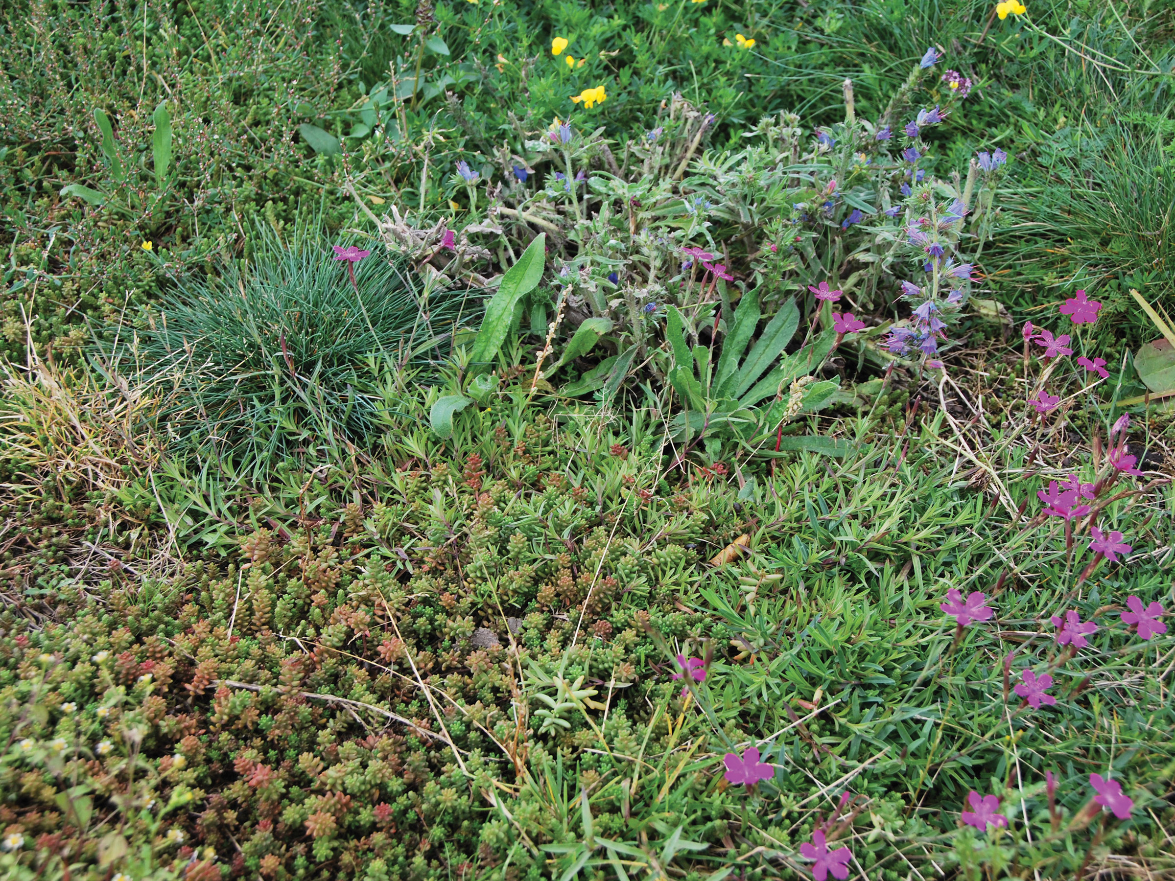 Vegetation Blankets, Sedum-Grass-Herbs Blanket